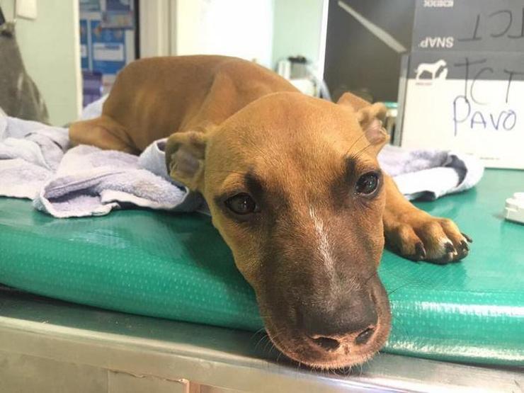 Küçük çocuk köpeği kurtarmak için 3 km yol yürüdü