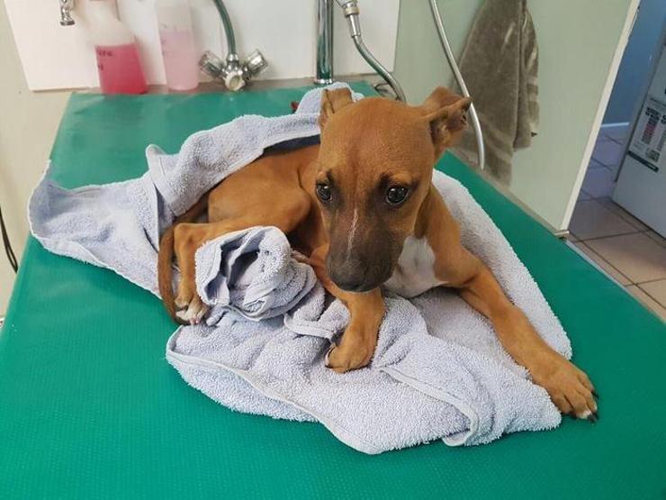 Küçük çocuk köpeği kurtarmak için 3 km yol yürüdü