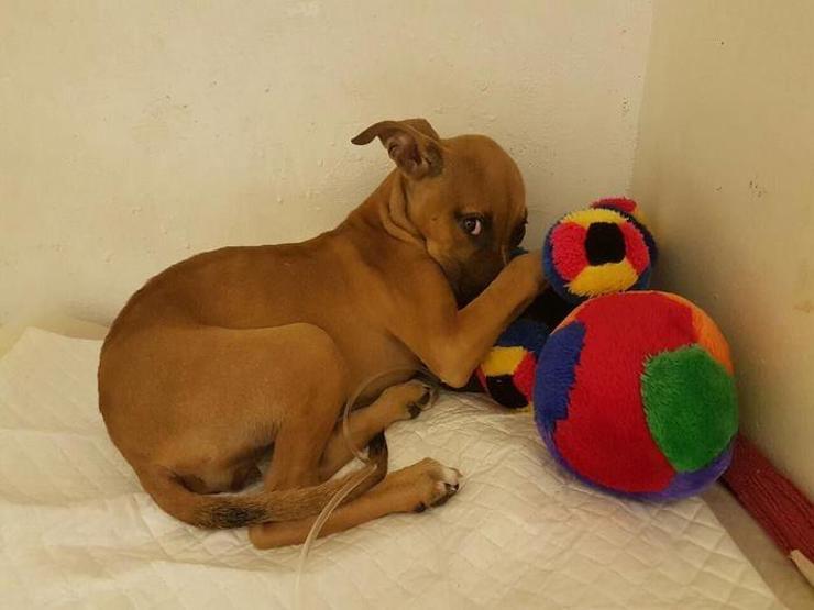 Küçük çocuk köpeği kurtarmak için 3 km yol yürüdü