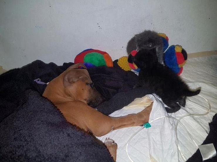 Küçük çocuk köpeği kurtarmak için 3 km yol yürüdü