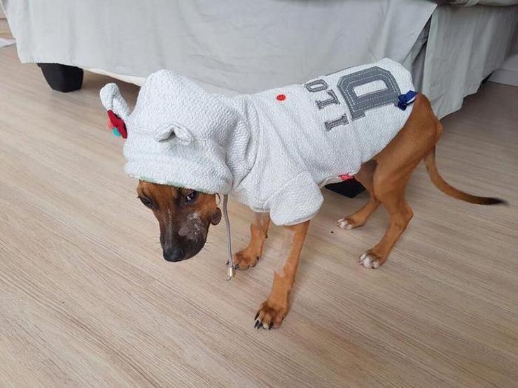 Küçük çocuk köpeği kurtarmak için 3 km yol yürüdü