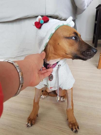 Küçük çocuk köpeği kurtarmak için 3 km yol yürüdü