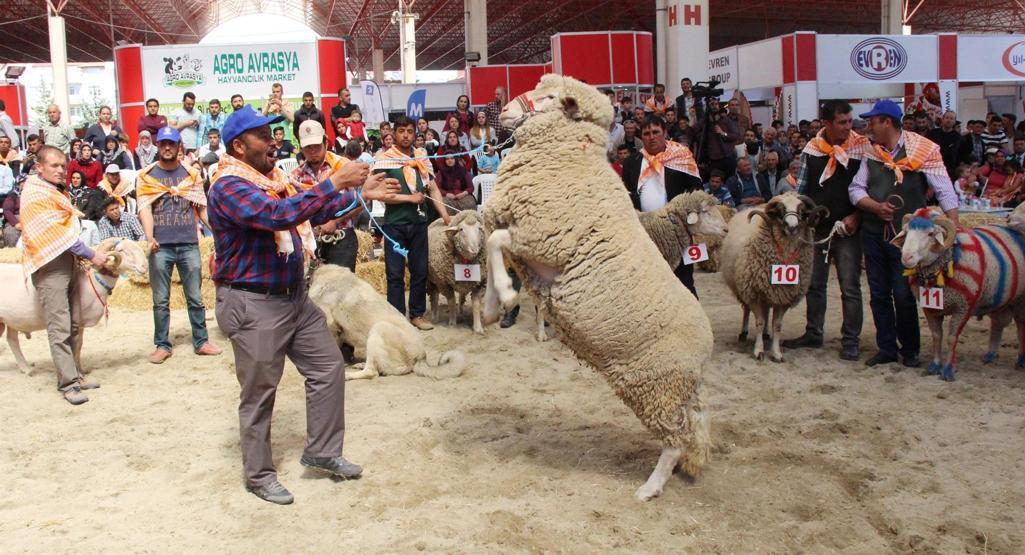 Burdurda en güzel keçi ve koç yarışması yapıldı