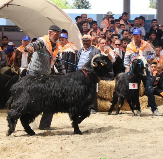 Burdurda en güzel keçi ve koç yarışması yapıldı