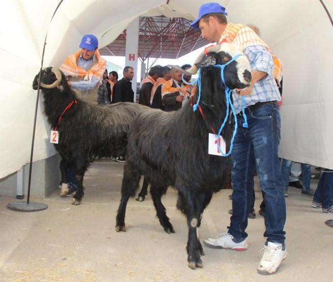 Burdurda en güzel keçi ve koç yarışması yapıldı