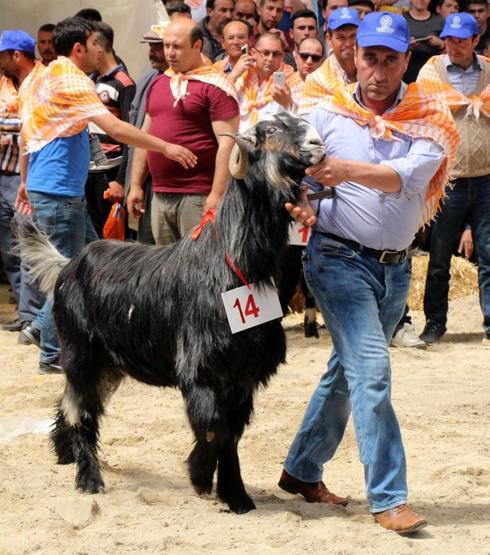 Burdurda en güzel keçi ve koç yarışması yapıldı