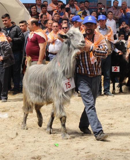 Burdurda en güzel keçi ve koç yarışması yapıldı