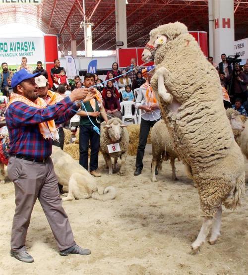 Burdurda en güzel keçi ve koç yarışması yapıldı