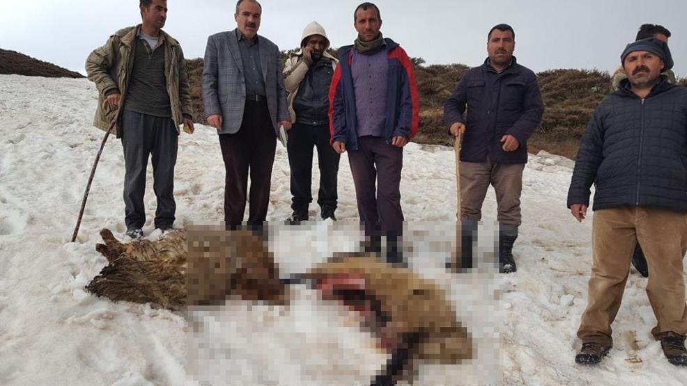 Muşta kurtlar koyun sürüsüne böyle saldırdı