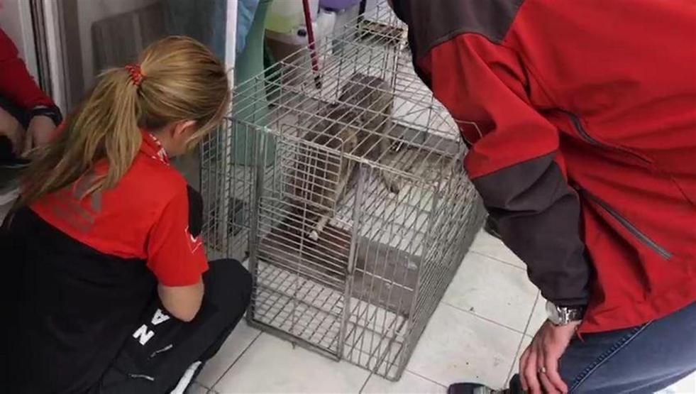 Bursa’da çakal kurtarma operasyonu