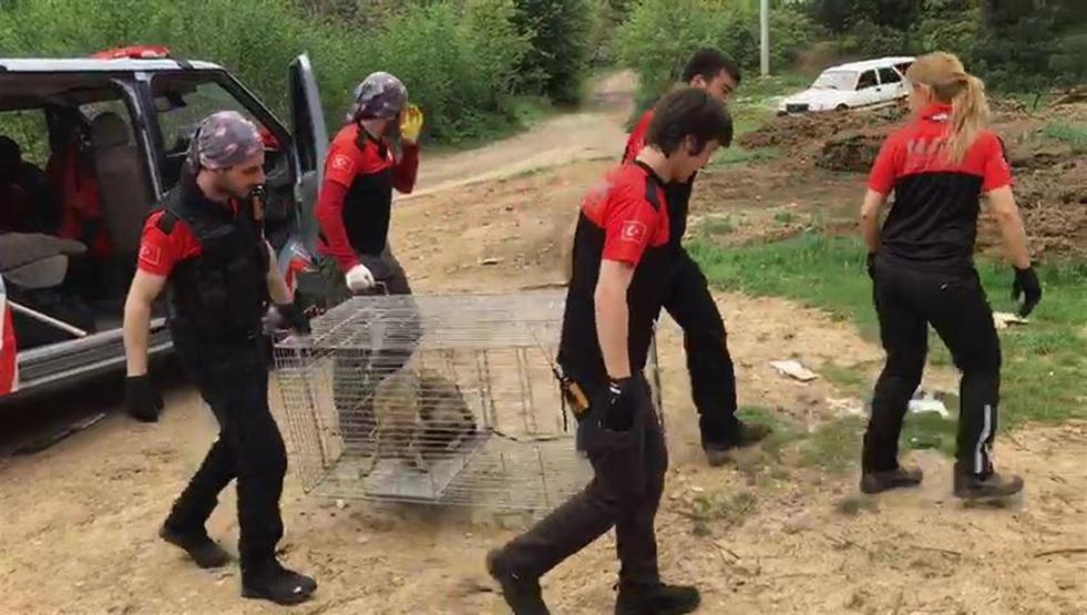 Bursa’da çakal kurtarma operasyonu