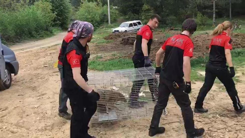Bursa’da çakal kurtarma operasyonu