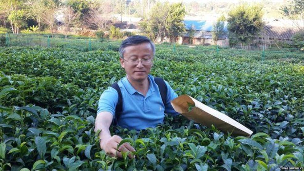 Çay bitkisinin genetik sırları ortaya çıkarıldı