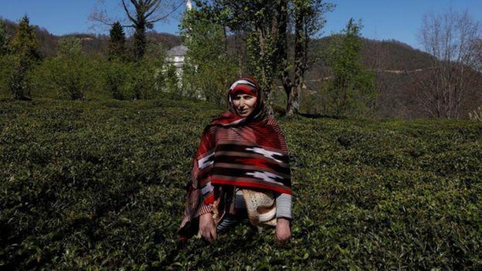 Çay bitkisinin genetik sırları ortaya çıkarıldı