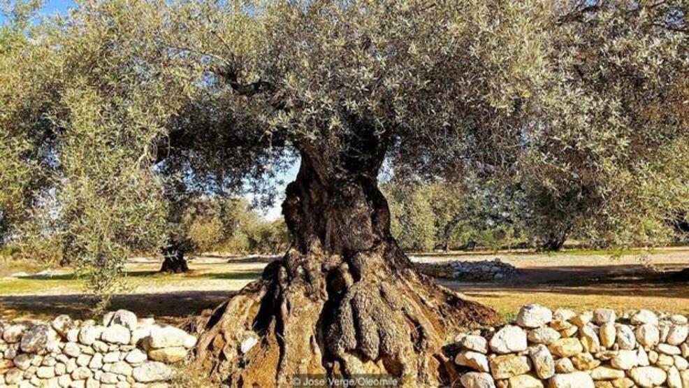 İspanyada 2000 yıllık zeytin ağaçları