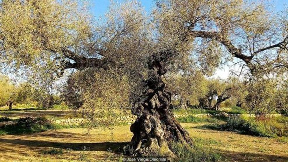 İspanyada 2000 yıllık zeytin ağaçları