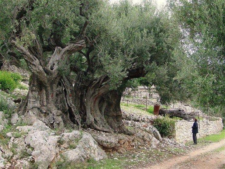 İspanyada 2000 yıllık zeytin ağaçları