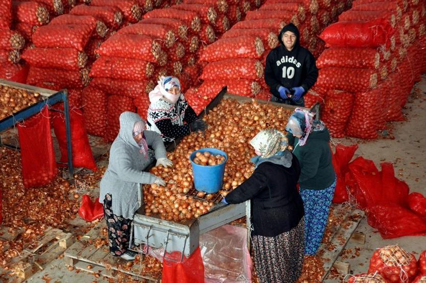 Soğanın kilosu tarlada 35 kuruş markette 2 lira