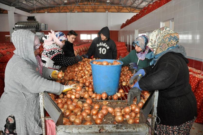 Soğanın kilosu tarlada 35 kuruş markette 2 lira
