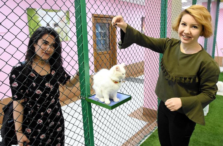 Van kedileri koruma altında dünyaya gözlerini açtı