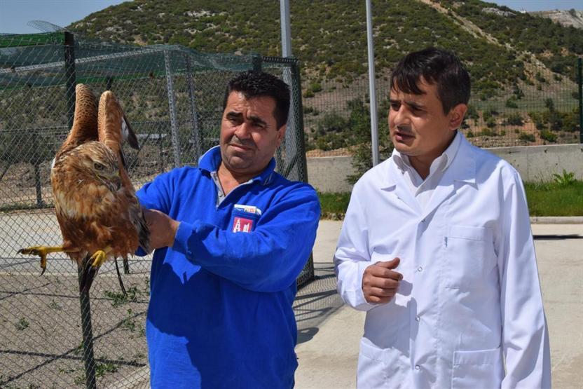 Yaralı doğan tedaviye alındı
