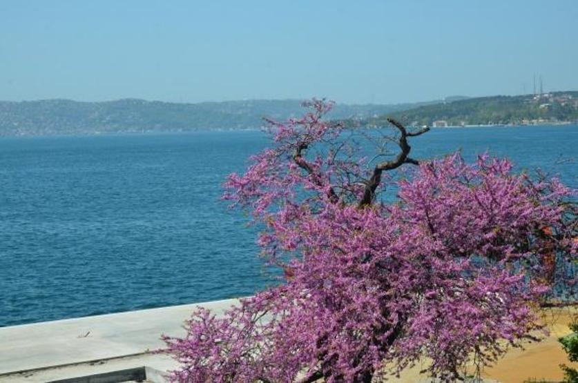 İstanbul’da baharın müjdecisi erguvanlar havadan görüntülendi
