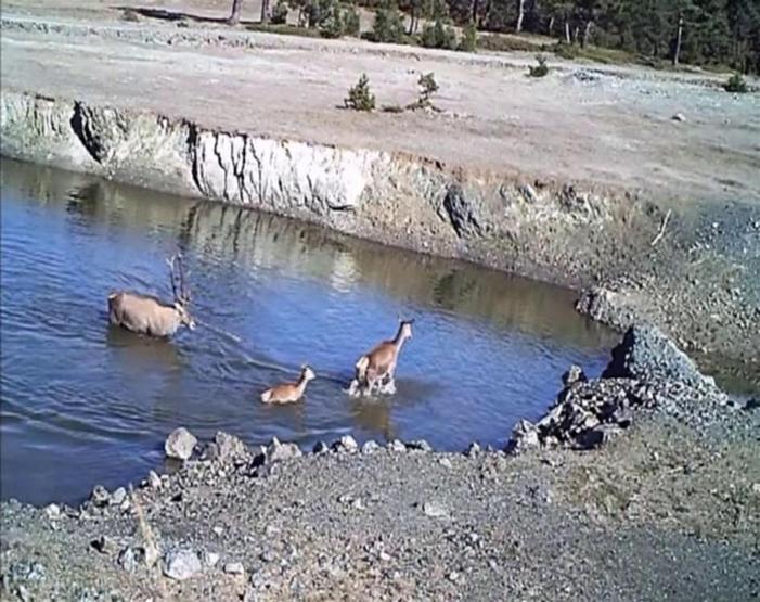Vahşi yaşamın sırları “fotokapan”a yakalandı