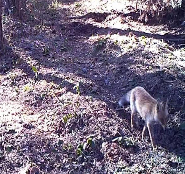 Vahşi yaşamın sırları “fotokapan”a yakalandı