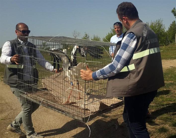 Yeniden özgürce kanat çırptılar
