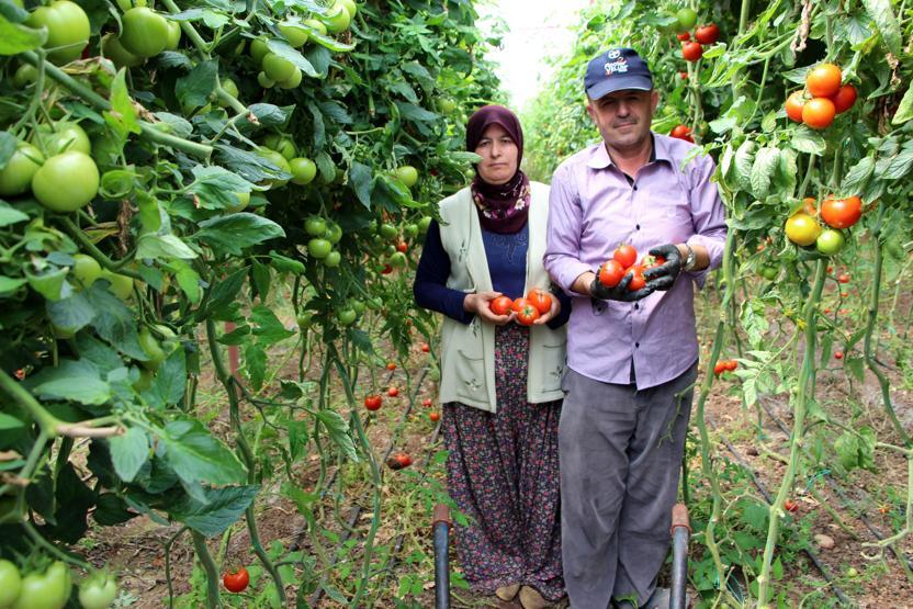Domatesin fiyatı yükseldi: Çiftçinin yüzü güldü