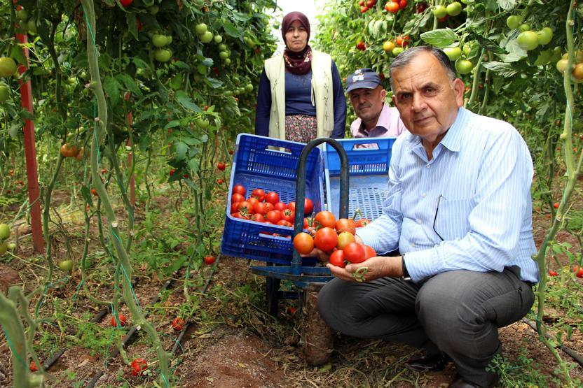 Domatesin fiyatı yükseldi: Çiftçinin yüzü güldü