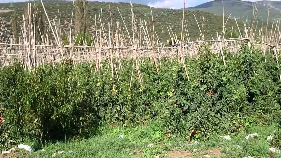 Domatesin fiyatı yükseldi: Çiftçinin yüzü güldü