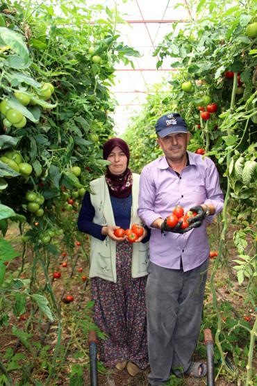 Domatesin fiyatı yükseldi: Çiftçinin yüzü güldü