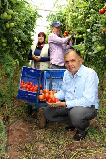 Domatesin fiyatı yükseldi: Çiftçinin yüzü güldü