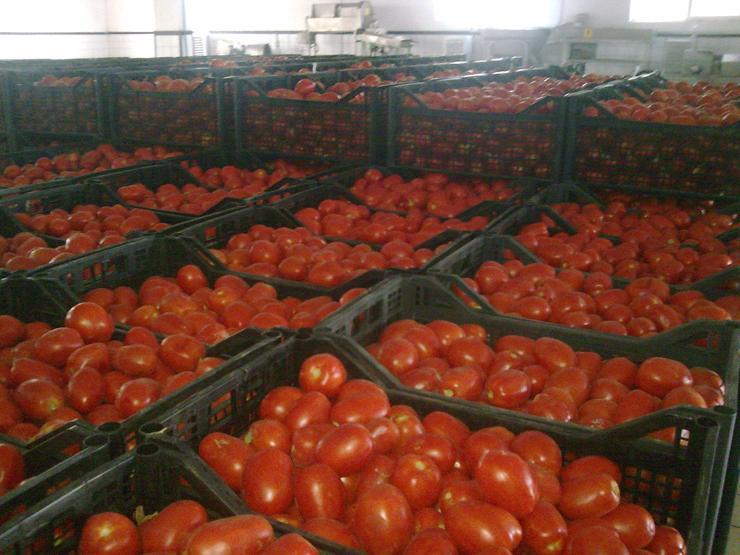 Domatesin fiyatı yükseldi: Çiftçinin yüzü güldü