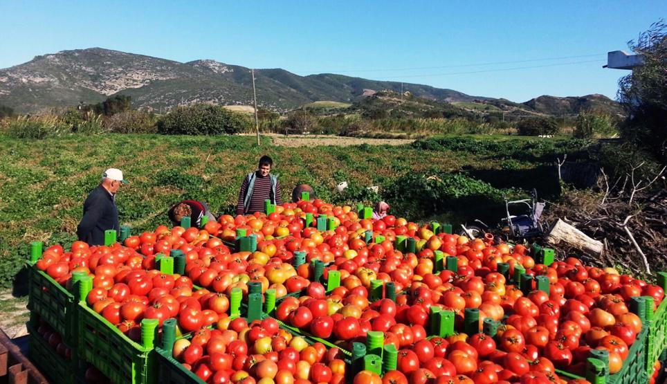 Domatesin fiyatı yükseldi: Çiftçinin yüzü güldü