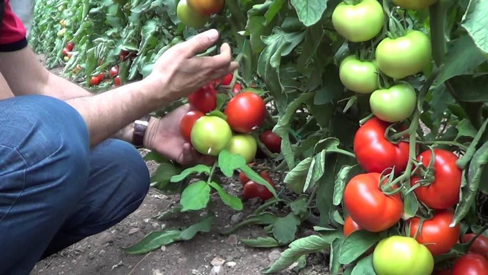 Domatesin fiyatı yükseldi: Çiftçinin yüzü güldü