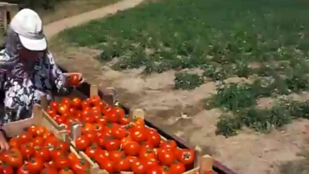 Domatesin fiyatı yükseldi: Çiftçinin yüzü güldü