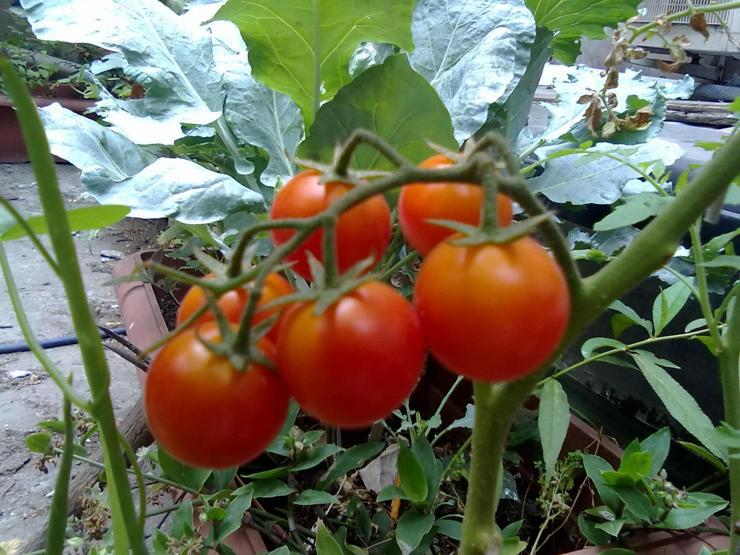 Domatesin fiyatı yükseldi: Çiftçinin yüzü güldü