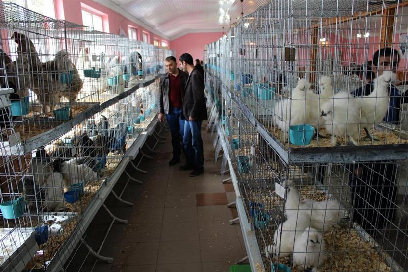 Tokatta süs tavuğu severler bir araya geldi