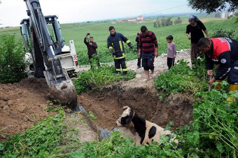 Osmaniyede kuyuya düşen ineği itfaiye kurtardı