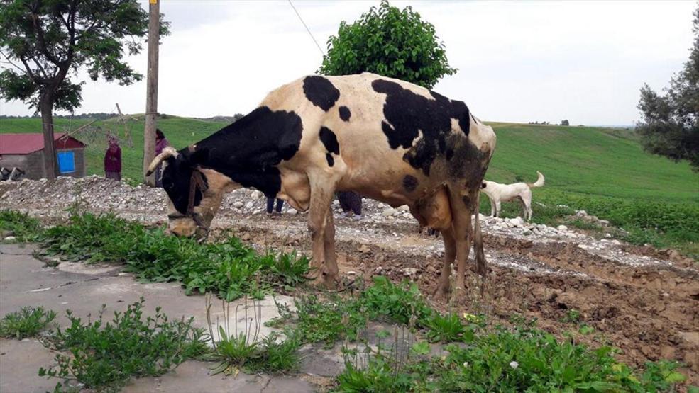 Osmaniyede kuyuya düşen ineği itfaiye kurtardı