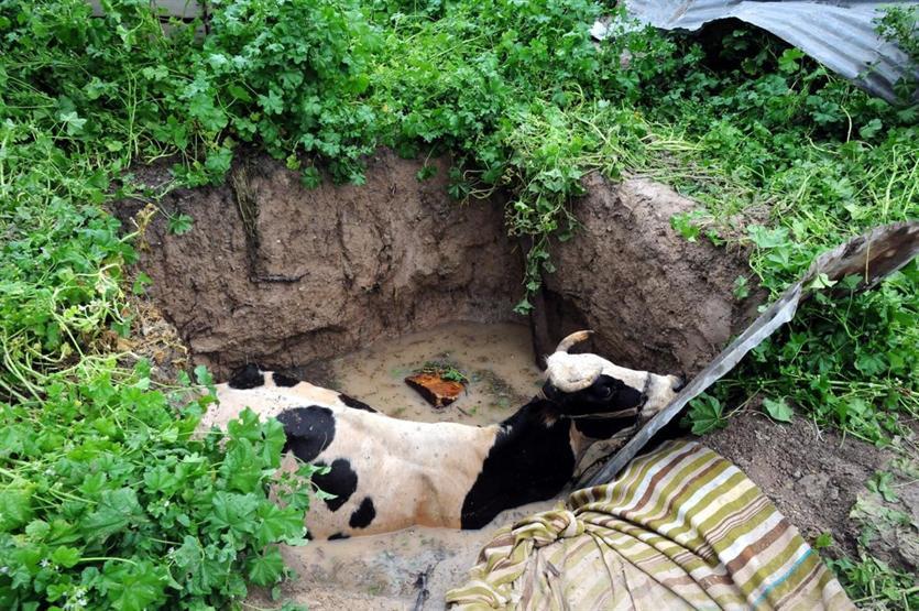 Osmaniyede kuyuya düşen ineği itfaiye kurtardı