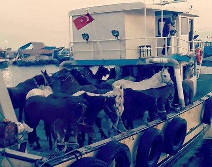 Atlara fayton işkencesi