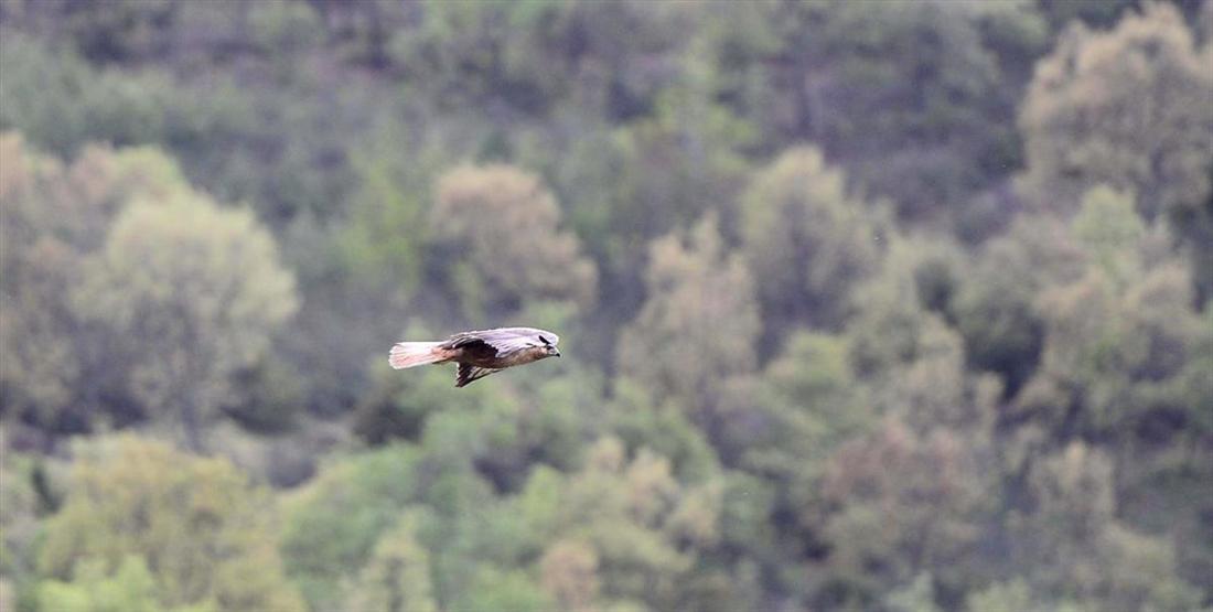 Uşakta tedavi edilen kızıl şahin doğaya bırakıldı