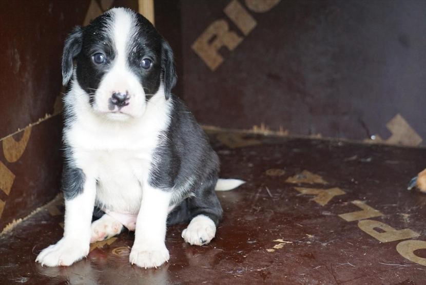 Edirnede zifte yapışan köpek yavruları ve anneleri kurtarıldı