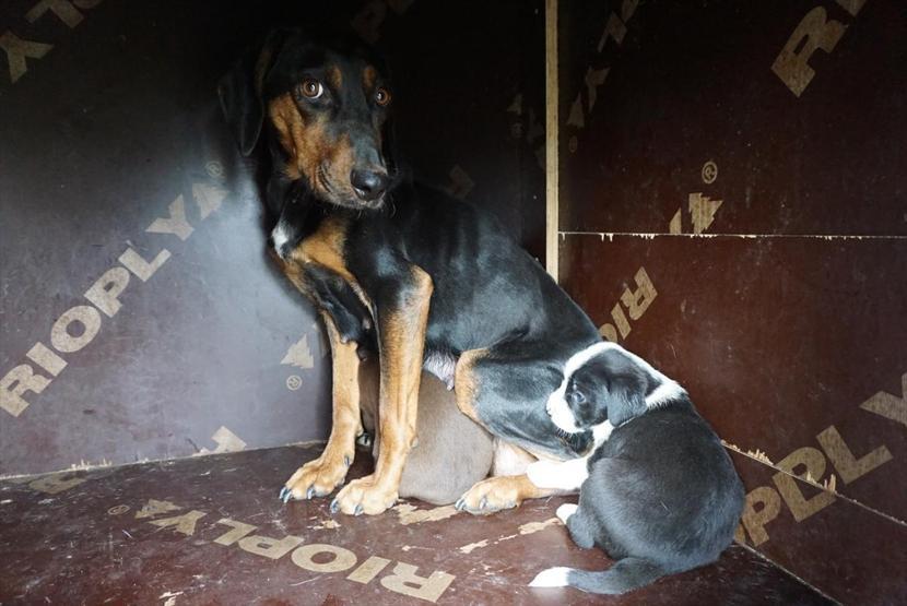 Edirnede zifte yapışan köpek yavruları ve anneleri kurtarıldı
