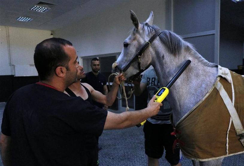 Milyonluk yarış atlarına özel hastane
