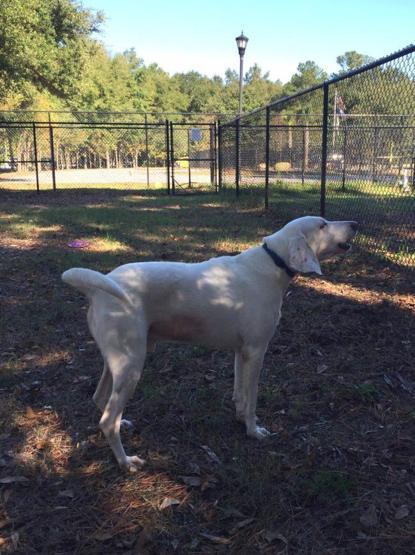 Bu köpek her defasında kaçıp barınağa geri döndü