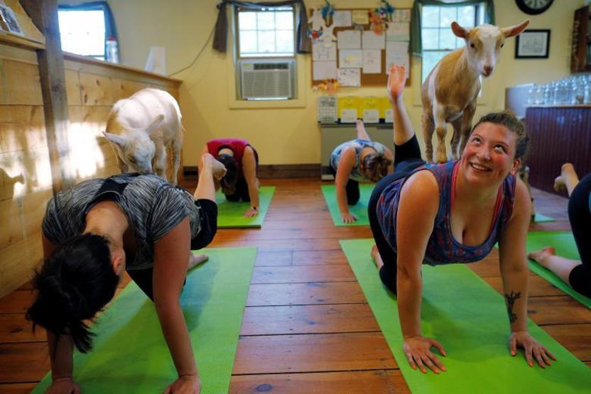 Onlar keçilerle yoga yapıyor